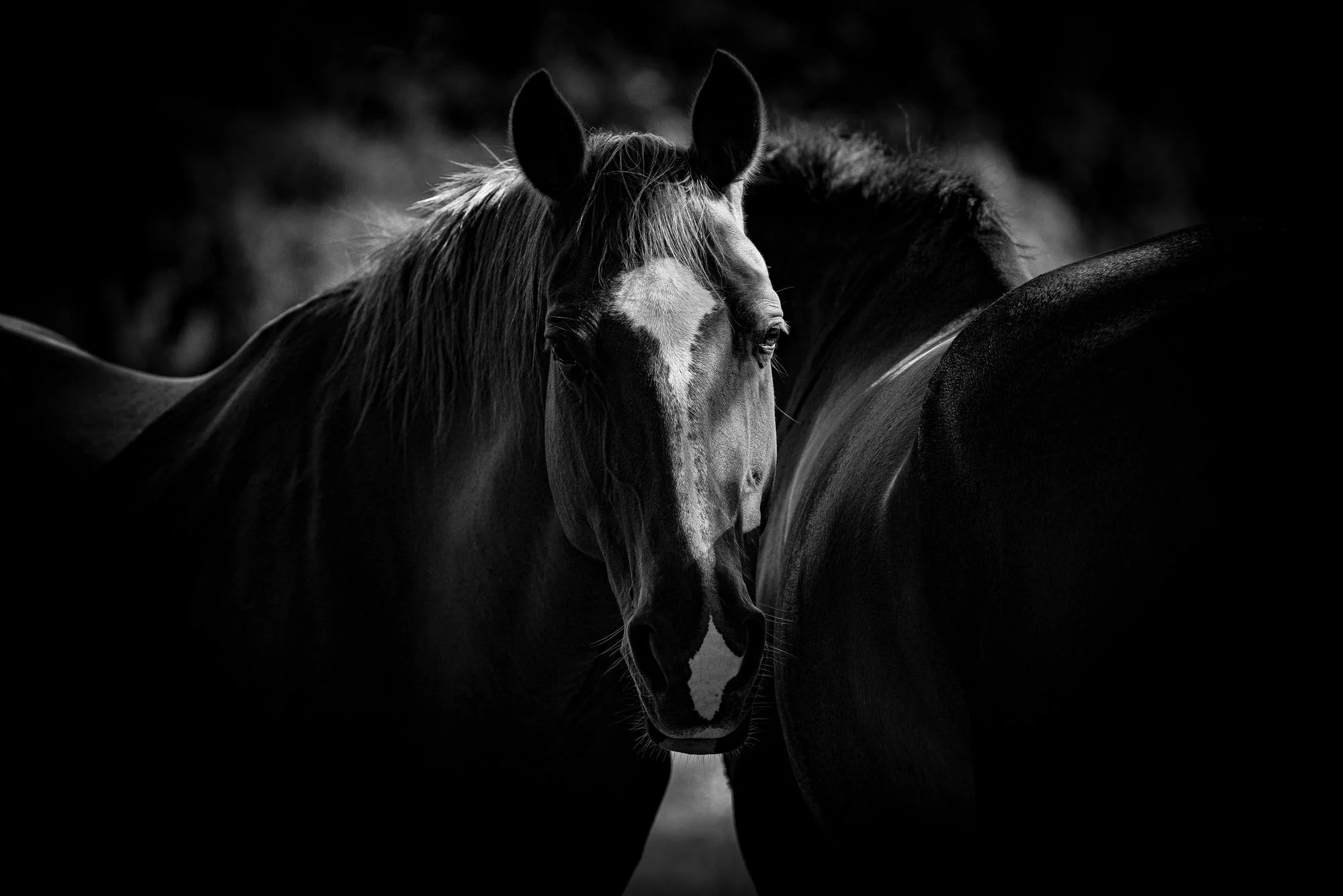 Photo - GPL - horses - 2024